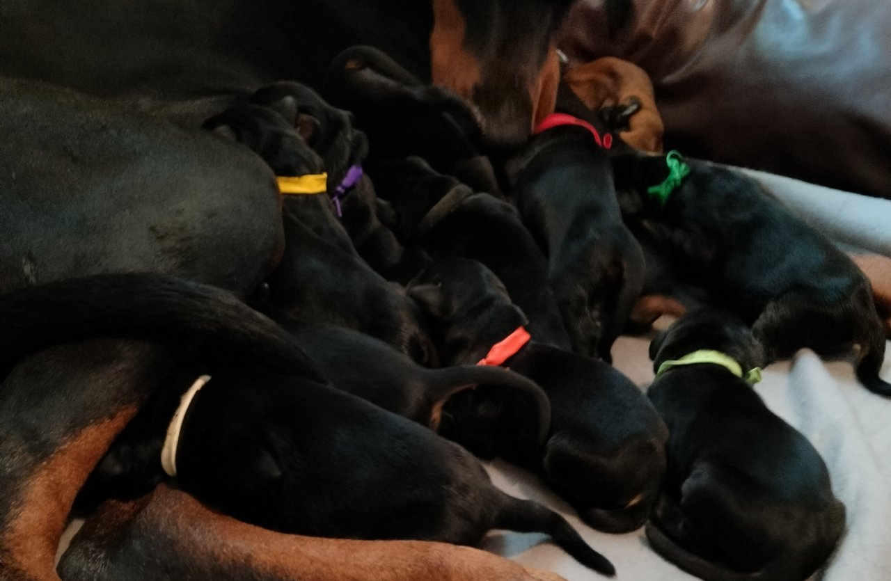 Dobermann Welpen Schwarz - Hunde - Casatenovo ( Italia)