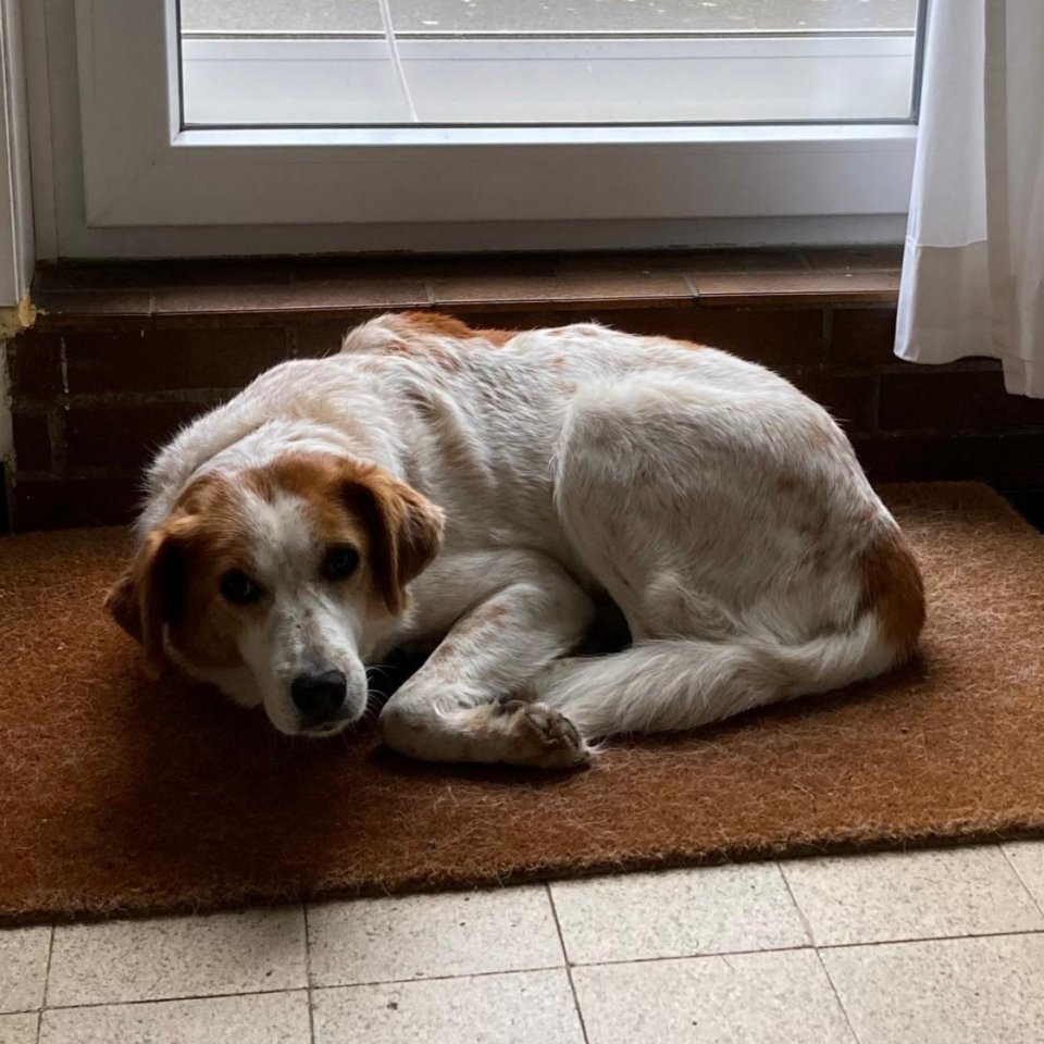 Bronco / Status: sucht ein Zuhause - Hunde - Krefeld