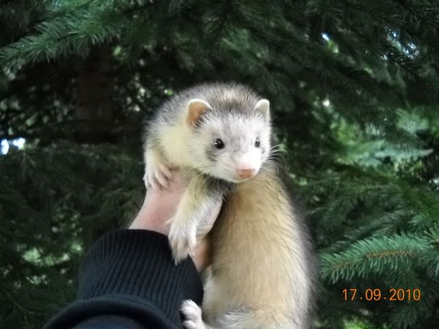 JUNGE FRETTCHEN - Frettchen - ORTRAND