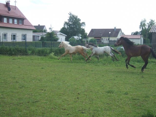 Haflinger-Pura Razza Espanolahengst 2J. einfach ein Traum-- - Pferde - Kirchdorf
