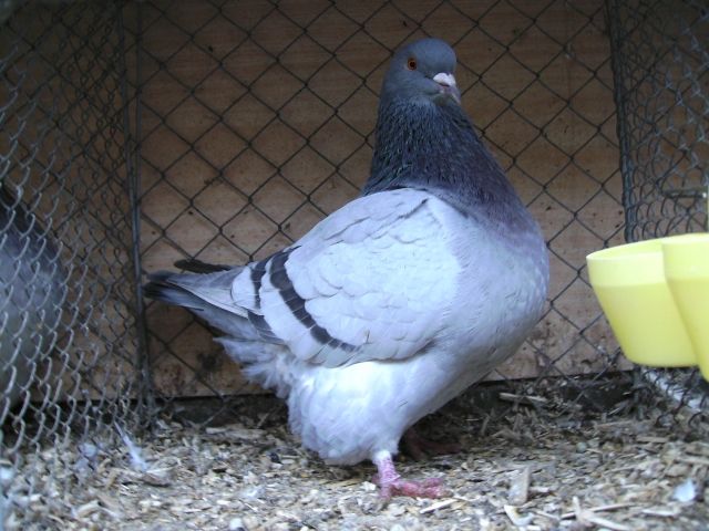 Rassetauben - Terrarien - Tann