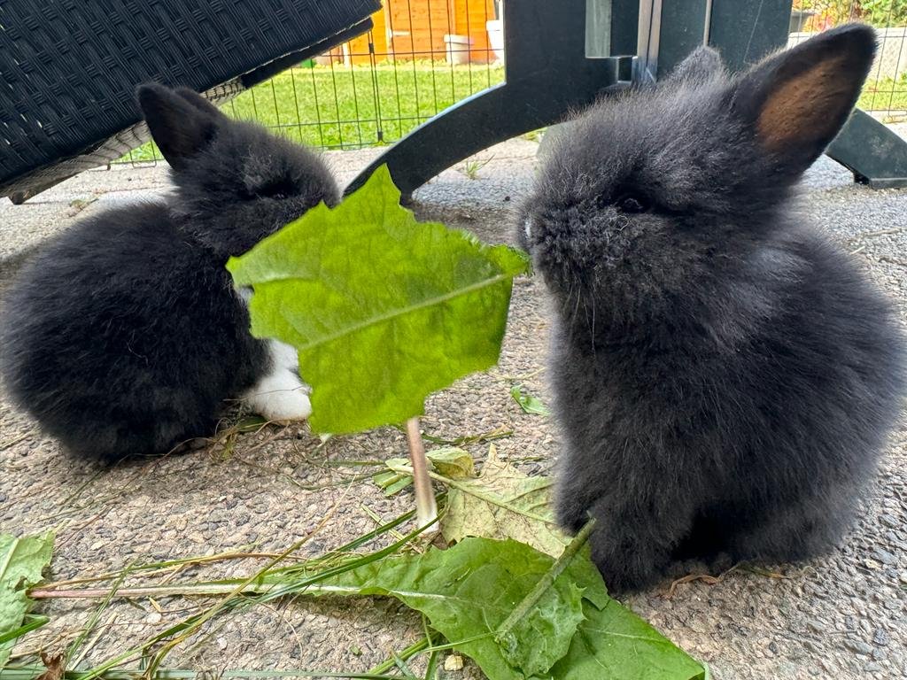 Kleine reinrassige Löwenkopfkaninchen Babys - Nagetiere - Dietzenbach