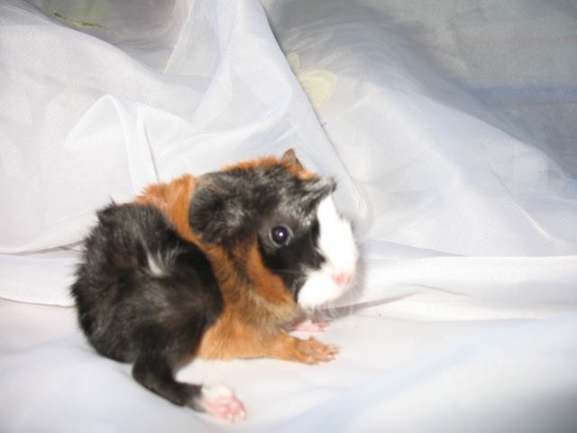 Wunderschöne Meerschweinchenbabies abzugeben - Meerschweinchen - 