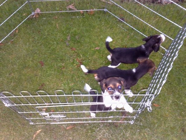 3 wunderschöne Beaglewelpen suchen neuen Wirkungskreis! - Hunde - Ahaus