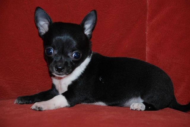 Chihuahua Hündin MINI - Hunde - Espelkamp