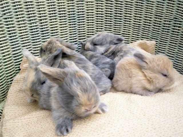 Kaninchenpark Oberberg hat zahlreichen Nachwuchs - Hasen Kaninchen - Nähe Köln