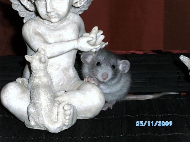 Standard- u. Dumbofarbratten - Ratten - Willich