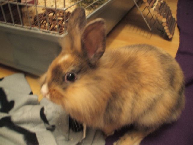 Kastriertes Löwenkopfchen abzugeben - Hasen Kaninchen - Castrop-Rauxel