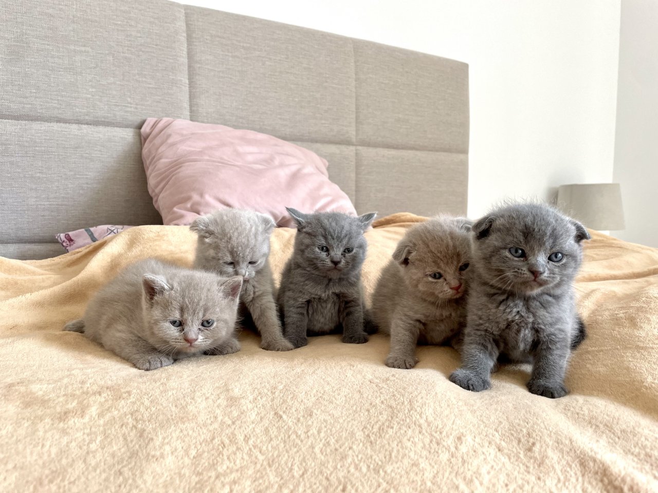 Wunderschöne BKH Kitten - Katzen - München