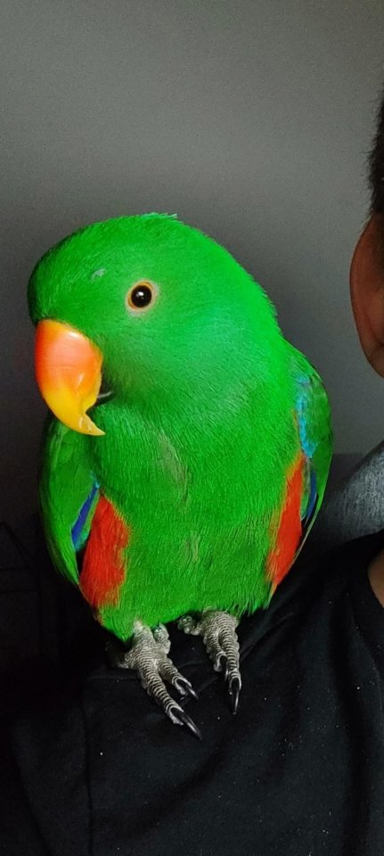 Lucky sucht ein neues Zuhause - Voegel - Berlin
