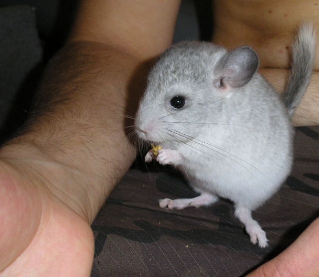Chinchilla Böckchen in 77966 Kappel-Grafenhausen abzugeben ! - Sonst Nagetiere - Kappel-Grafenhausen