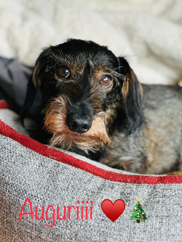 Kaninchen Rauhaardackel Rüde (6), sucht Hundin für Paarung - Hunde - Hamburg