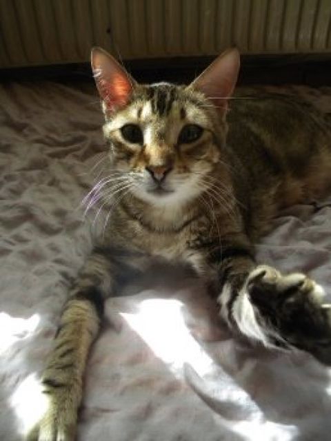 Kuschelkater Venicio sucht Familie - Katzen - Linz