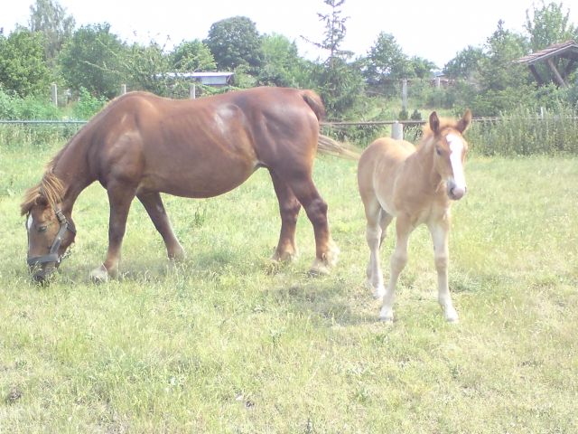 Polnische Kaltblutstute mit Fohlen - Pferde - Ahlbeck