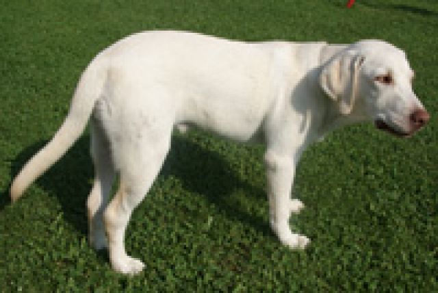 Ben sucht neue Familie! - Hunde - Eggenfelden