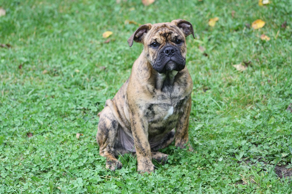 Continental Bulldog - Hunde - Willmars