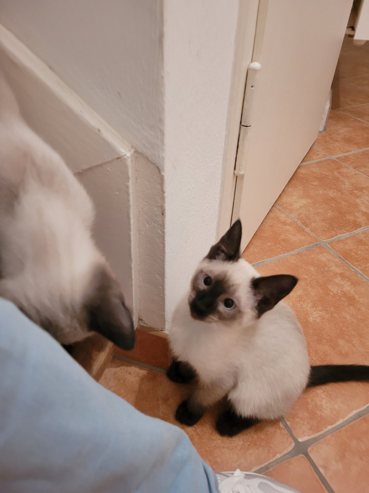 Siam Mädchen sucht neues Zuhause - Katzen - Balduinstein