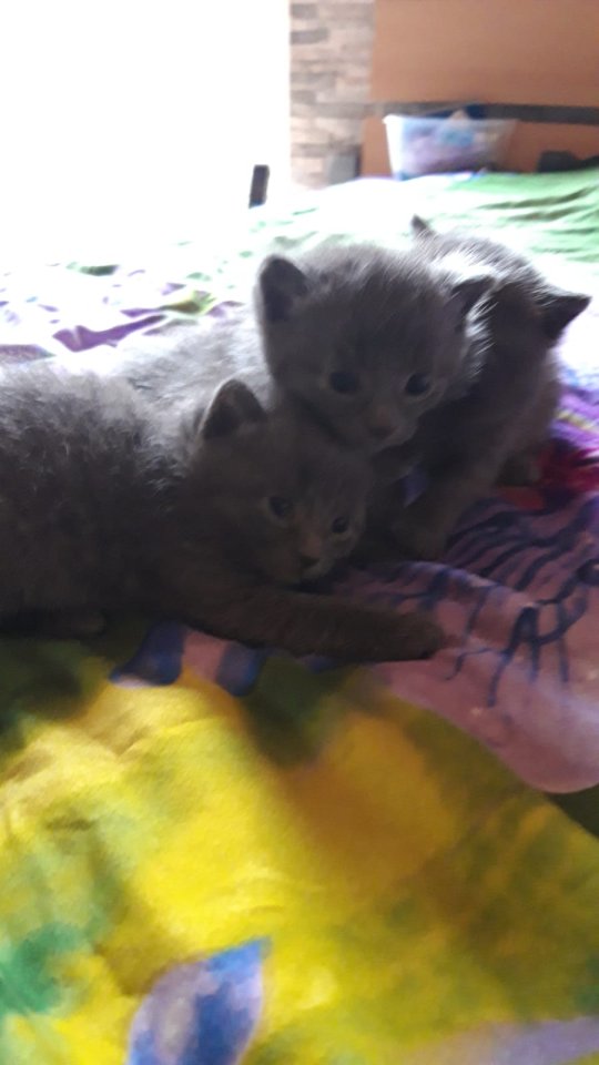Russisch blaue BKH MIX - Katzen - Gerach
