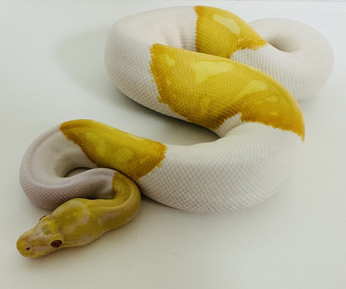 0,1 Königspython Albino Piebald (Albinopied) - Reptilien - Maidbronn
