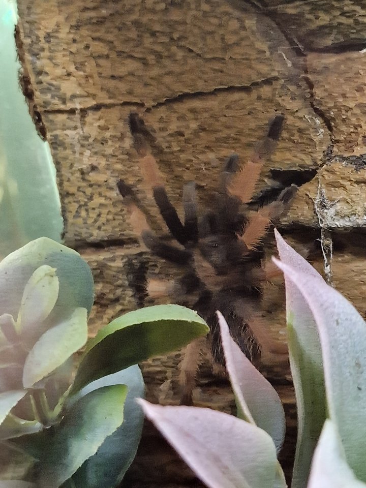 Vogelspinnen abzugeben - Insekten - Aachen