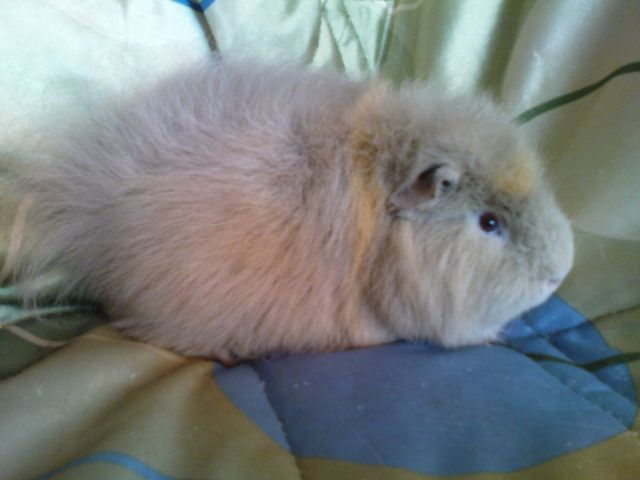 Willow, CH-Teddy-Bock, abzugeben - Meerschweinchen - Siegburg