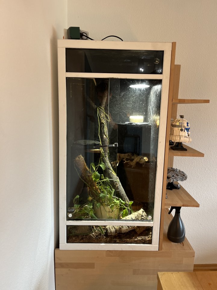 Albino Kornnatter mit Terrarium - Reptilien - Augsburg