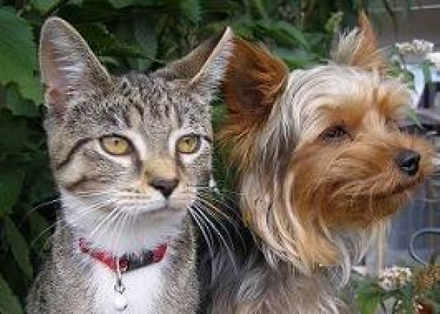 Welcome bei www.Petdomain.de - Zubehoer für Haustiere - Bünde