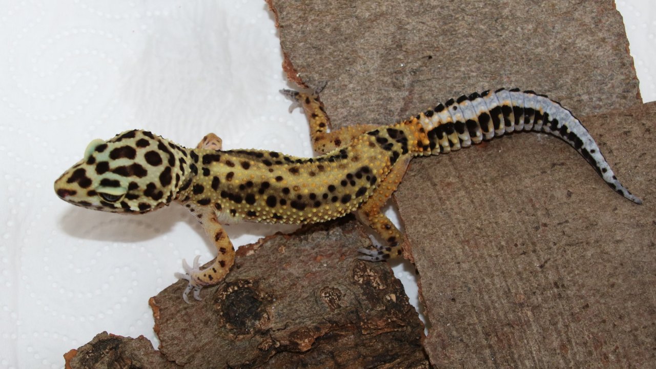 2 Leopardgeckos Nzen 2023 - Reptilien - Lüneburg