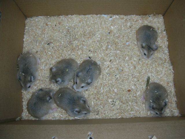 Nur noch 3 Roborowski Zwerghamster Babys - Hamster - Langen