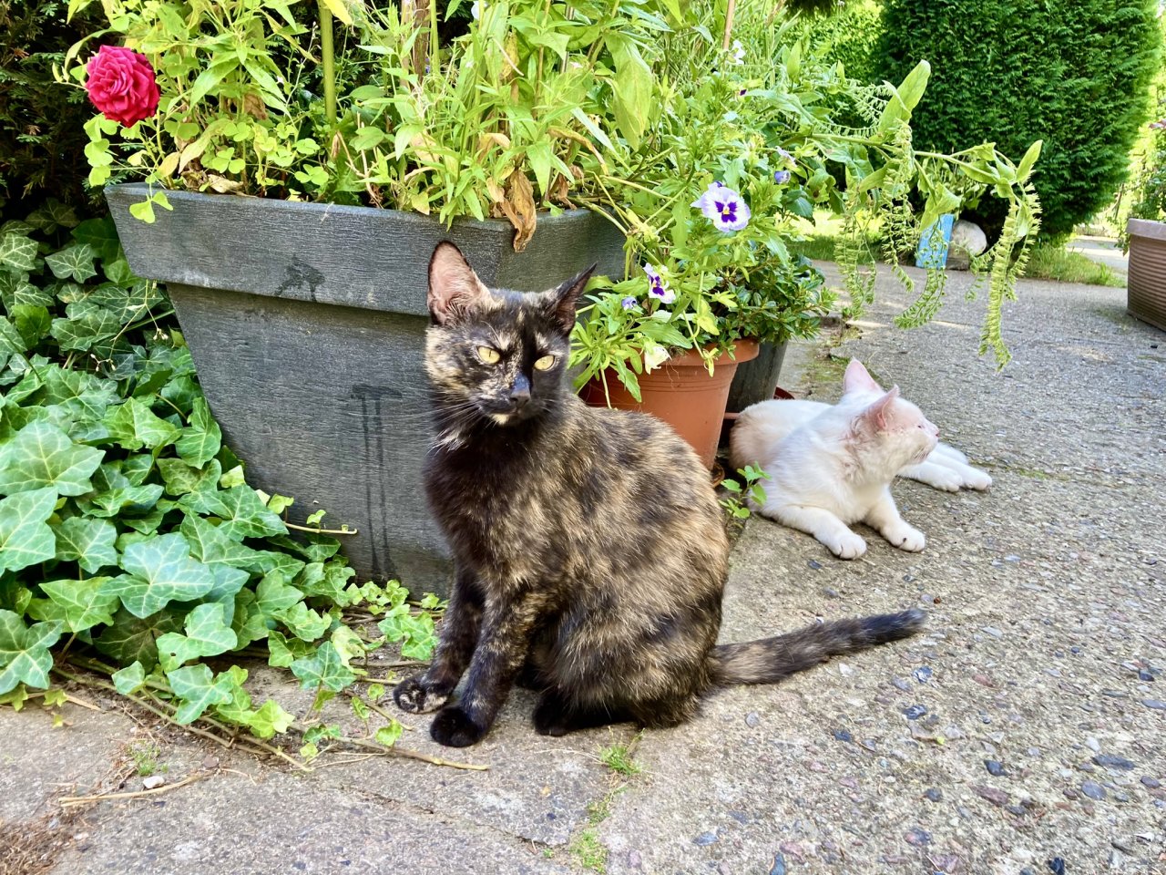 Cassy- die Glückskatze- BKH-Mix - Katzen - Altenhof