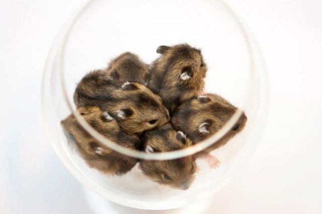 Zwerghamster  - Hamster - Offenbach am Main