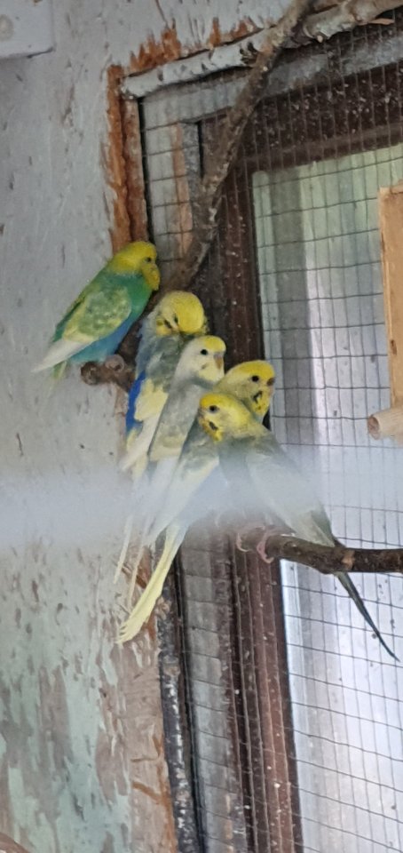 Junge Wellensittiche - Voegel - Mylau