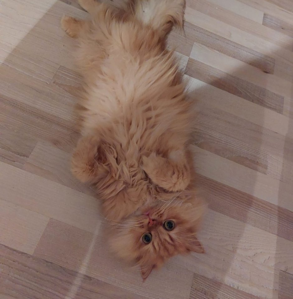 Katze abzugeben kostenlos mit Zubehör - Katzen - Großenhain