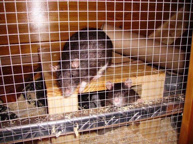 5 Hübsche Rattendamen abzugeben  - Ratten - Heidesee OT Kolberg