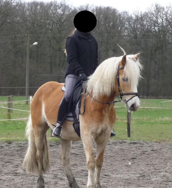 Suche Reitbeteiligung für sportlichen Haflingerwallach am Hülser Berg! - Reitbeteiligung - Krefeld