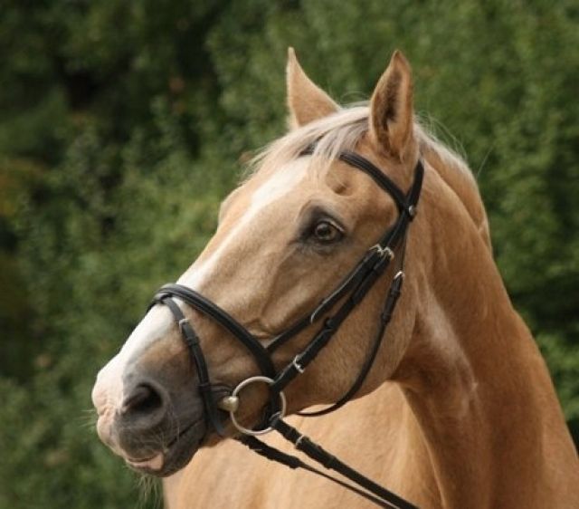 Biete Reitbeteiligung an Warmblutwallach in 55271 Stadecken - Reitbeteiligung - Stadecken