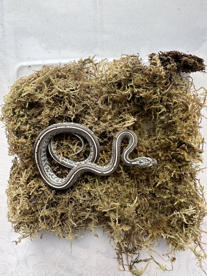 Kornnatter 0,1 Anery Tessera - Reptilien - Großengottern