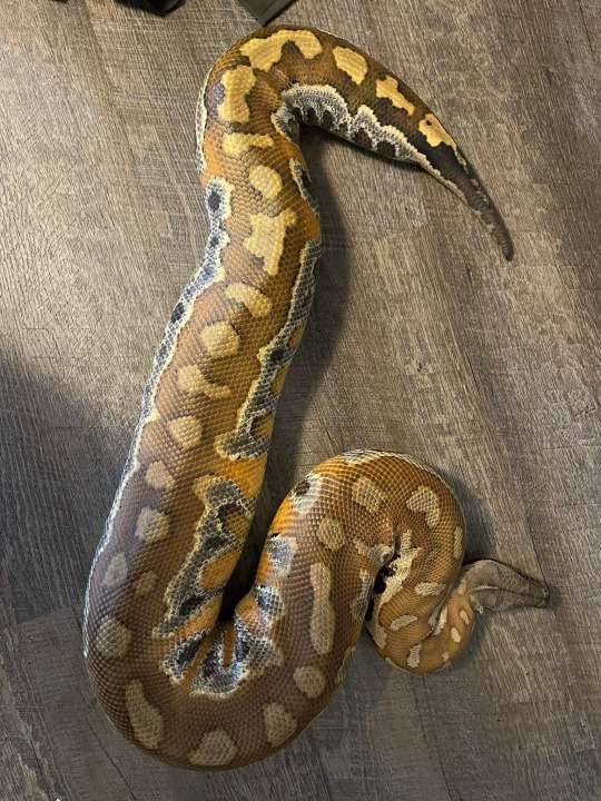 0.1 P. brongersmai 100% het Cherrybomb T-pos Albino - Reptilien - Plessa