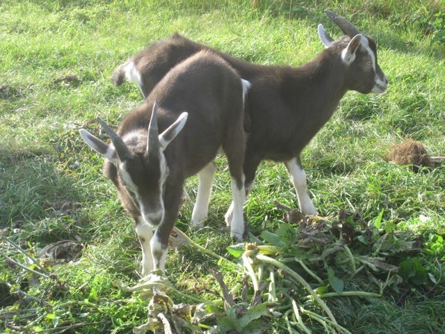 TWZ-Böckchen zu verkaufen - Sonstige Nutztiere - Pattensen