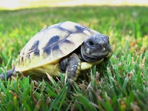 Griechische Landschildkröten - Reptilien - Seelbach