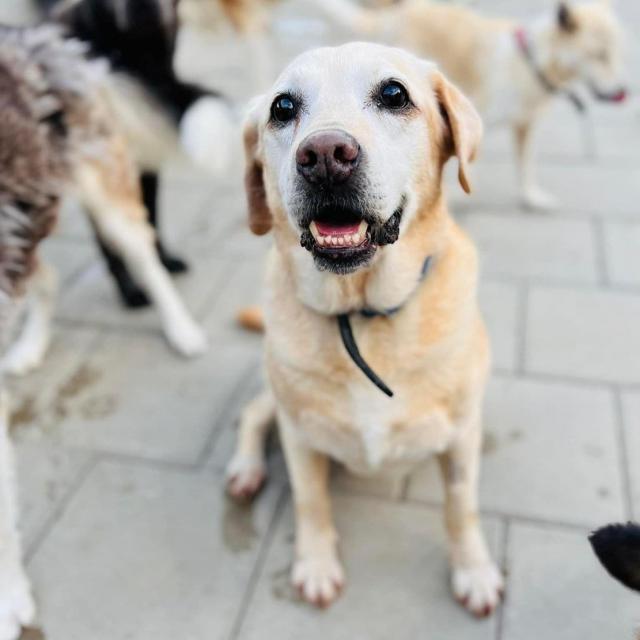 Chica…. hübsches Hundemädchen  - Hunde - Hünfelden