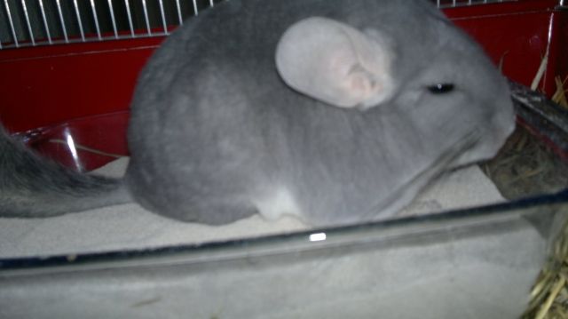 Chinchilla zuverkaufen - Nagetiere Allgemein - Offenbach am Main