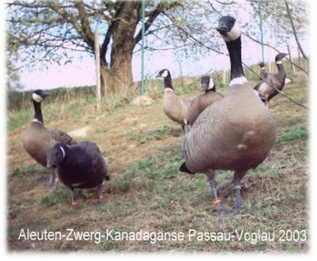 Aleuten-Zwergkanadagänse tel. 09901 7171 - Voegel - Hengersberg/ Niederbayern