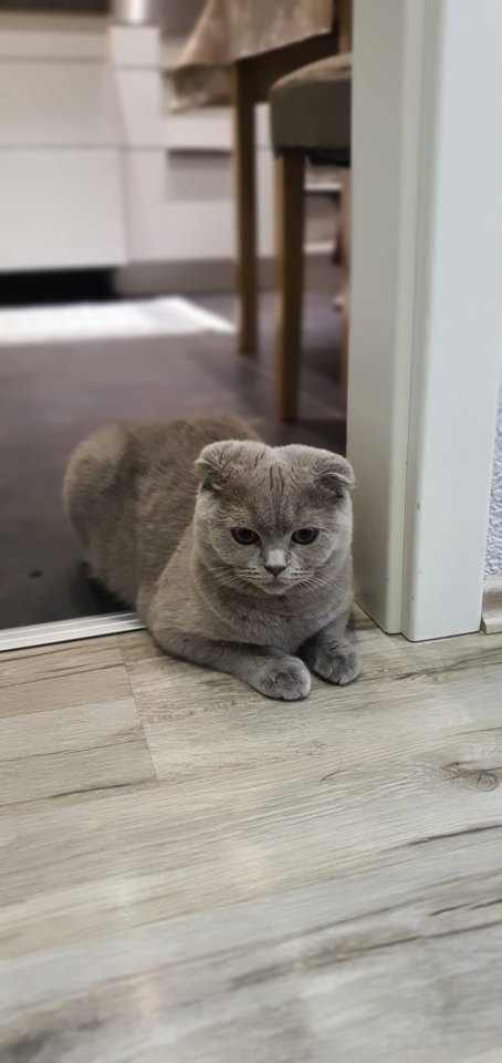 BKH Schottische Katze weibchen - Katzen - Bad Wildungen