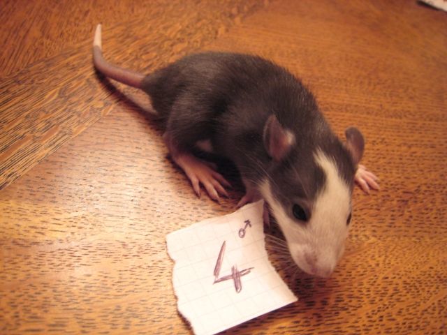 5 kleine Rattenböcke suchen noch...... - Ratten - Haigerloch