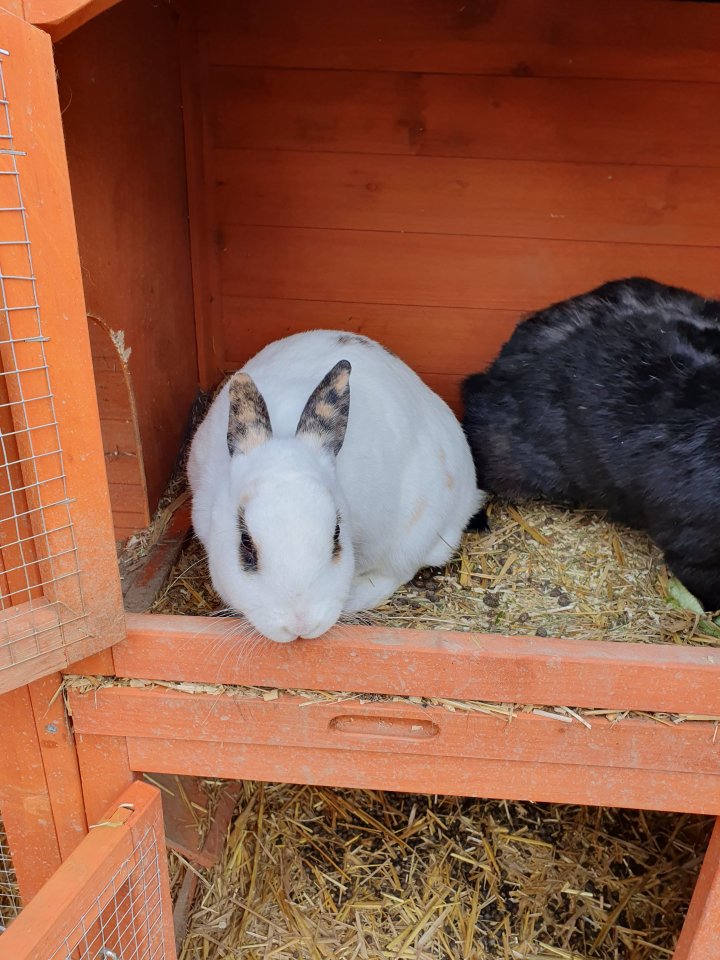 Zwergkaninchen zu verschenken - Nagetiere - Lauda-Königshofen