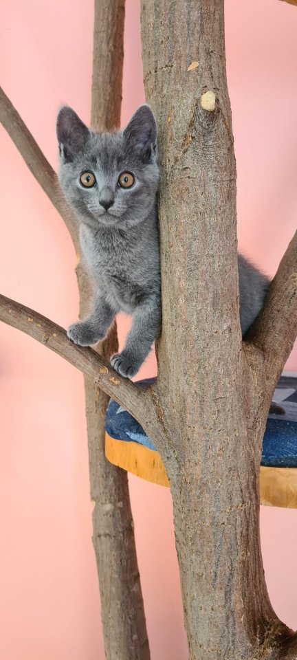 Reinrassige Chartreux Kitten (Weibchen) - Katzen - Cadolzburg