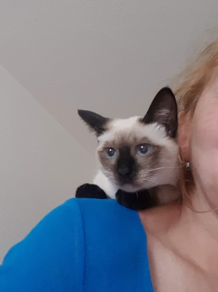 Siam /Thai Kitten, Seal Point, Babys, Kätzchen. Abgabebereit. - Katzen - Celle