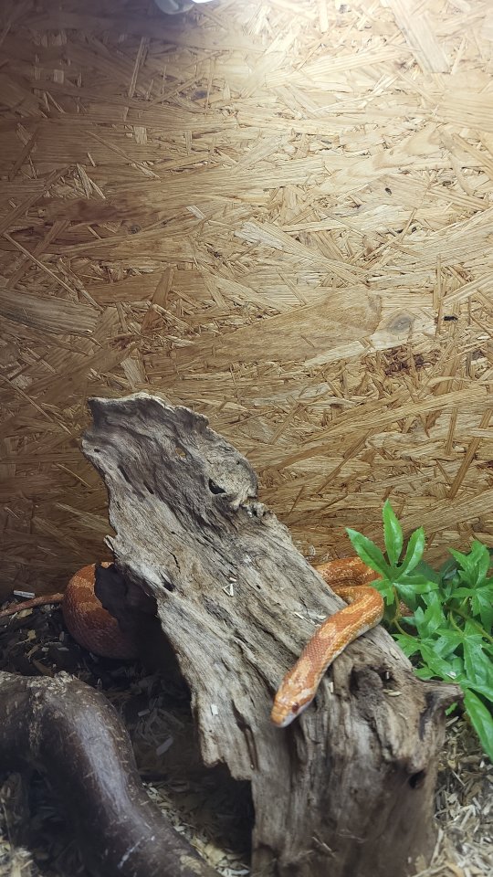 Kornnatter zu verschenken - Reptilien - Sophienhamm