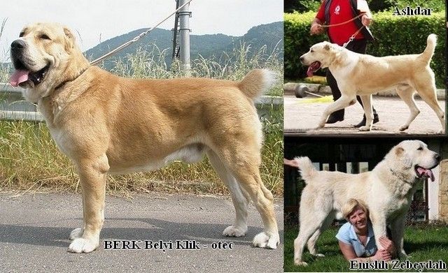 Zentralasiatischer ovtcharka - Hunde - Usti nad Labem